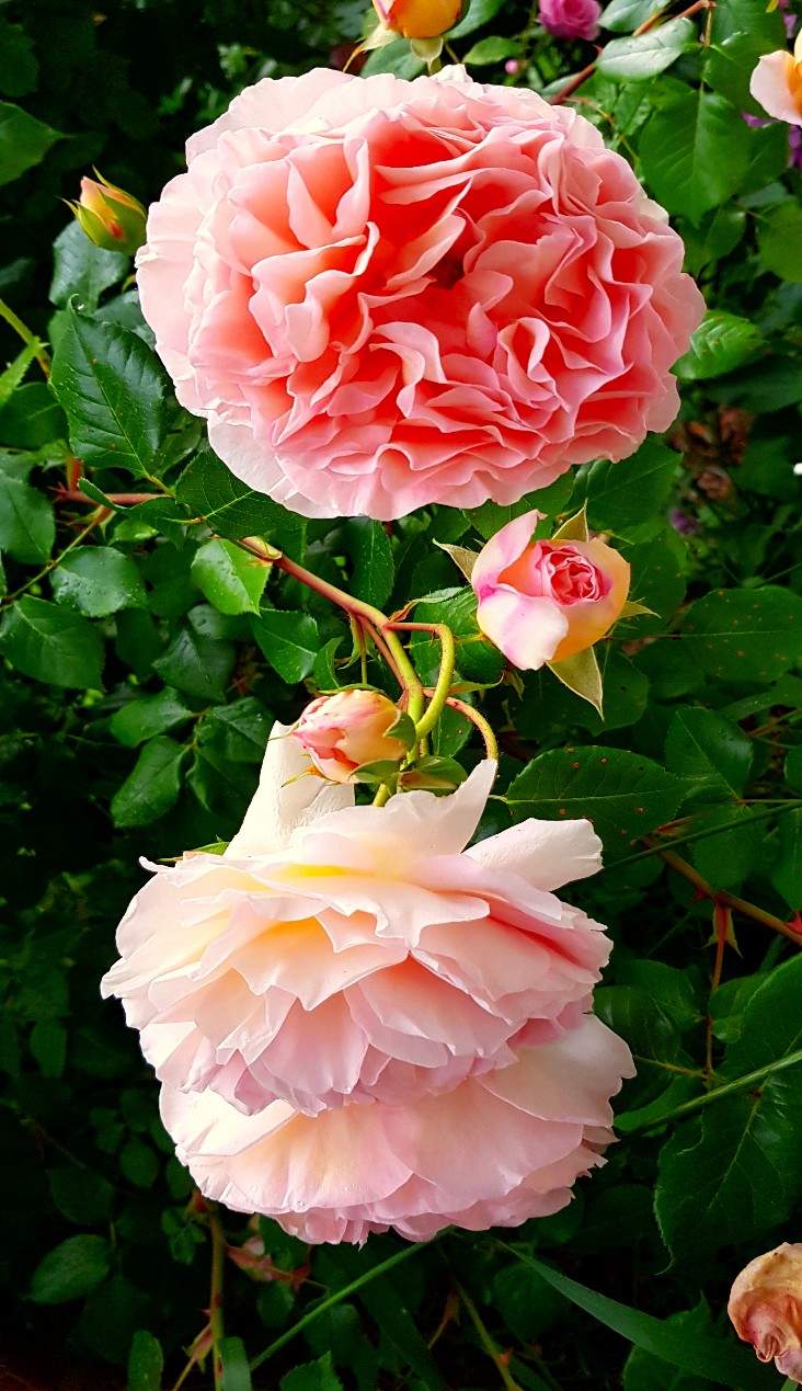 Rosen aus unserem Garten